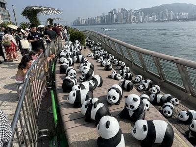 HONG KONG, CHINA - DECEMBER 07: Thousands of giant panda sculptures are displayed at the Avenue of Stars in Tsim Sha Tsu-stock-photo