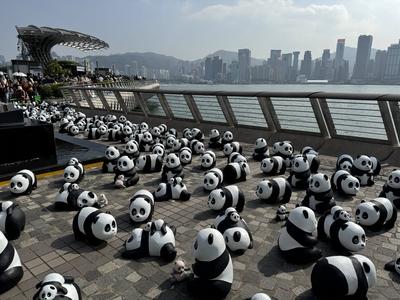 HONG KONG, CHINA - DECEMBER 07: Thousands of giant panda sculptures are displayed at the Avenue of Stars in Tsim Sha Tsu-stock-photo