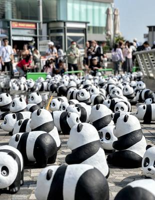 HONG KONG, CHINA - DECEMBER 07: Thousands of giant panda sculptures are displayed at the Avenue of Stars in Tsim Sha Tsu-stock-photo