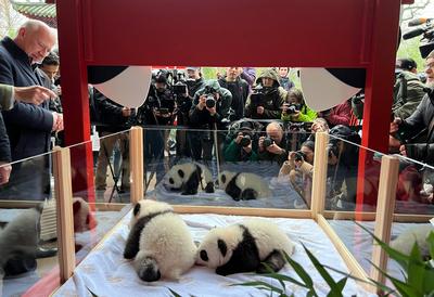 BERLIN, GERMANY - DECEMBER 06: Media staff take photos of newly born twin panda cubs, named Meng Hao and Meng Tian, duri-stock-foto