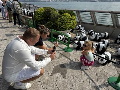HONG KONG, CHINA - DECEMBER 07: Visitors take photos of thousands of giant panda sculptures displayed at the Avenue of S-stock-photo