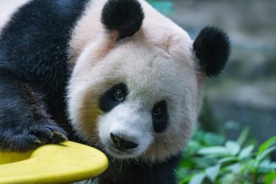Giant Panda-stock-foto