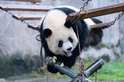Giant Panda-stock-foto