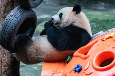 Giant Panda-stock-foto