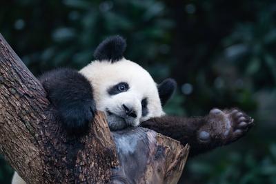 Giant Panda-stock-foto