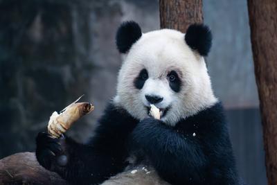 Giant Panda-stock-foto