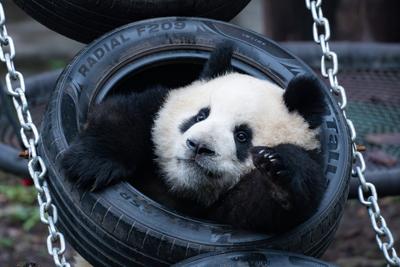 Giant Panda-stock-foto