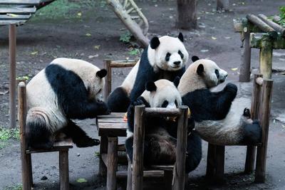 Giant Panda-stock-foto