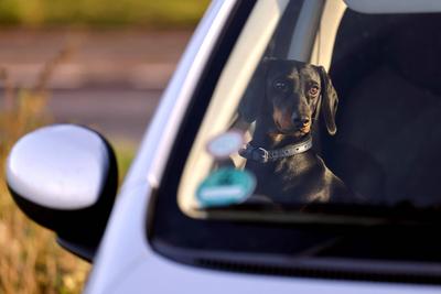 Hund im Auto-stock-foto