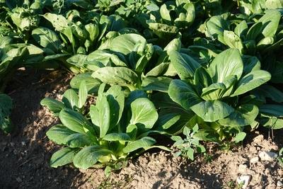 Brassica rapa chinensis, Pak choi, Chinese cabbage Brassica rapa chinensis, Pak choi, Chinese cabbage Copyright: xZoonar-stock-photo