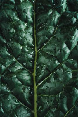 blattgem?se,kohlblatt,palmkohl,gem?se *** leaf vegetable,cabbage leaf,leaf vegetables,cabbage leafs sj7-g3n-stock-photo
