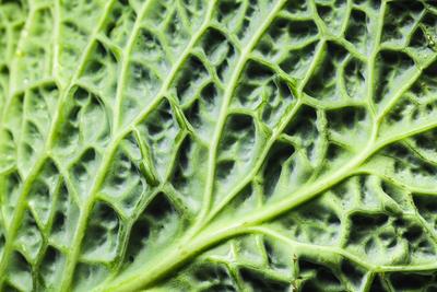Detail of green savoy cabbage leaf Detail of green savoy cabbage leaf Copyright: xZoonar.com/JIRIxHERAx 17051316-stock-photo