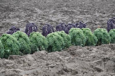 Brassica oleracea sabellica, Gruenkohl, kale Brassica oleracea sabellica, Gruenkohl, kale Copyright: xZoonar.com/PeterxH-stock-photo