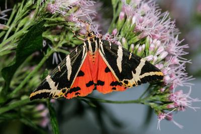 Russischer Baer, Spanische Fahne, Spanische Flagge, Gepunkteter Harlekin (Euplagia quadripunctaria, Callimorpha quadripu-stock-photo