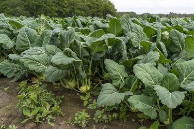 Feld mit Kohlrabi Pflanzen, Kohlrabi Knollen, NRW, Deutschland, Landwirtschaft *** Field with kohlrabi plants, kohlrabi-stock-foto
