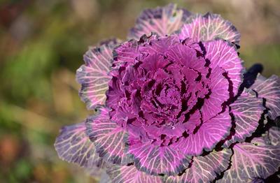 Close up of ornamental red cabbage growing outdoors in the garden Close up of ornamental red cabbage growing outdoors in-stock-photo