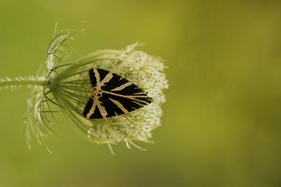 russischer b?r,euplagia quadripunctaria,schmetterling,spanische flagge ** butterfly,butterflies zia-gbk-stock-photo