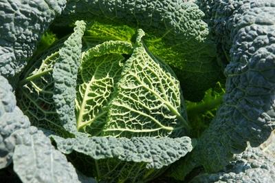 Brassica oleracea convar. capitata var. sabauda, Wirsing, savoy cabbage Brassica oleracea convar. capitata var. sabauda,-stock-photo