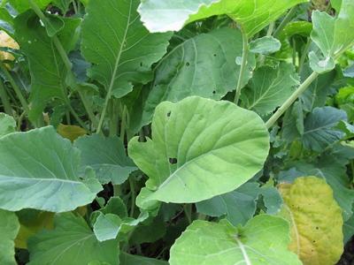 Markstammkohl, Brassica oleracea Markstammkohl, Brassica oleracea Copyright: xZoonar.com/HeikexRaux 7652341-stock-photo