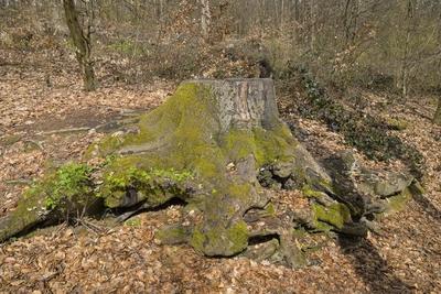 Baumwurzel, Stumpf, Stadtwald Neroberg, Wiesbaden, Hessen, Deutschland *** Tree root, stump, Neroberg city forest, Wiesb-stock-foto