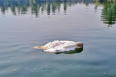 22.9.2024 Vogelsterben Ein toter Schwan treibt auf dem Altrheinarm bei Otterstadt. In dem gesch?tzten Gebiet ein seltene-stock-foto