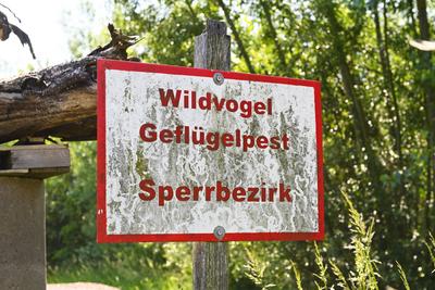 Altes Warnschild einer vergangenen Gefl?gelpest in Hamburg, Deutschland *** Old warning sign from a past avian influenza-stock-foto
