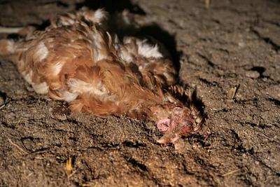 Haushuhn (Gallus gallus f. domestica), Tote Legehenne auf dem Stallboden einer Legebatterie domestic fowl (Gallus gallu-stock-foto