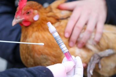 Frankenberg, Deutschland 05. Dezember 2020: Ein Testset fuer einen Abstrich zur Untersuchung auf Vogelgrippe wird von e-stock-foto