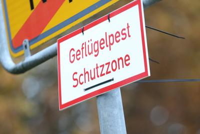 Blick am Freitag (29.11.2024) in Reppelin (Landkreis Rostock) auf den Schriftzug Gefl?gelpest Schutzzone. In dem nahe ge-stock-foto