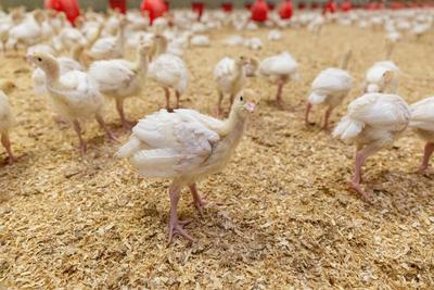25.11.2021, Landkreis Dahme-Spree, Deutschland, GER - Jungputen in einem Maststall. *** 25 11 2021, Landkreis Dahme Spr-stock-foto