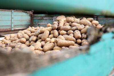 Kartoffelernte im Siegerland. Kartoffeln in einem Anhaenger (Anh?nger). Sommer im Siegerland am 26.08.2024 in Freudenber-stock-foto