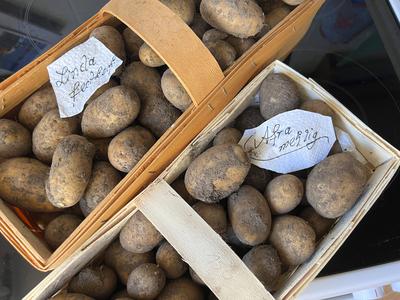 05.11.2024, Ern?hrung, alte Kartoffel-Sorten in den K?rbchen. Linda (1974), glatte gelbe Schale mit gelbem Fleisch, hat-stock-photo