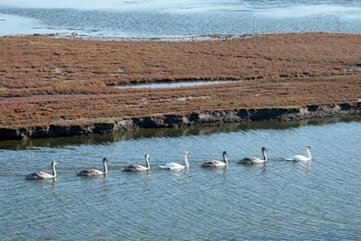 seven swans in a row on the lake-stock-photo