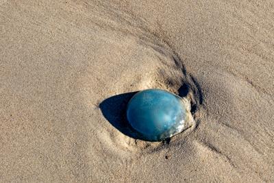 Rootmouth jellyfish  Rhizostoma octopus in the north sea-stock-photo