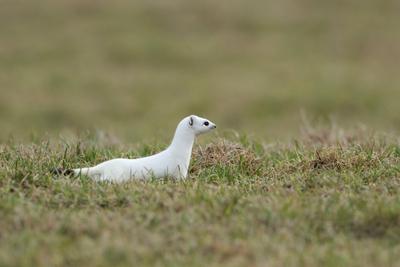 auf der Jagd... Hermelin ( Mustela erminea ) im wei?en Winterfell auf einer Weide, Wiese, heimische Tierwelt, Natur ***-stock-photo