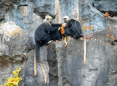 CHONGZUO, CHINA - DECEMBER 12: White-headed langurs with a baby jump through rocky cliffs at at Chongzuo White-headed La-stock-foto