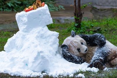 Chongqing Zoo Giant Panda-stock-foto