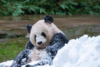 Chongqing Zoo Giant Panda-stock-foto