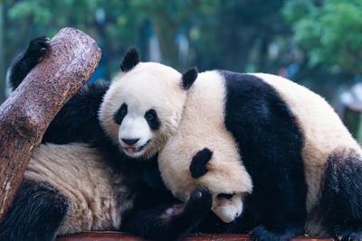 Chongqing Zoo Giant Panda-stock-foto