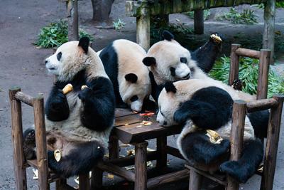 Chongqing Zoo Giant Panda-stock-foto