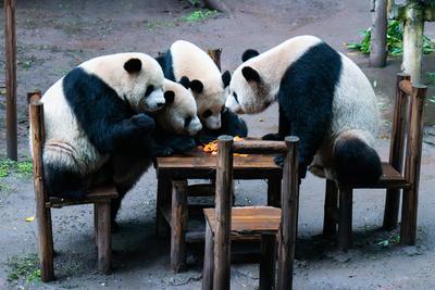 Chongqing Zoo Giant Panda-stock-foto