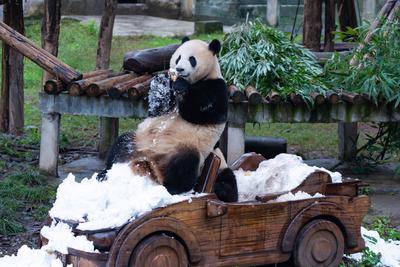 Chongqing Zoo Giant Panda-stock-foto