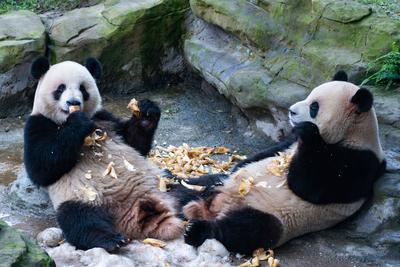 Chongqing Zoo Giant Panda-stock-foto