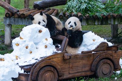 CHONGQING, CHINA - DECEMBER 14: Giant panda Mang Zai and her baby Mang Cancan play with snow at Chongqing Zoo on Decembe-stock-foto