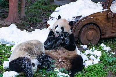 Chongqing Zoo Giant Panda-stock-foto