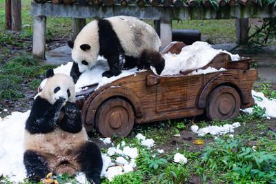 Chongqing Zoo Giant Panda-stock-foto