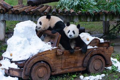 Chongqing Zoo Giant Panda-stock-foto