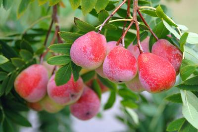 Speierling (Sorbus domestica Sossenheimer Riesen ) McPHRM *** Spitterling Sorbus domestica Sossenheim giants McPHRM McPH-stock-foto