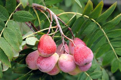 Speierling (Sorbus domestica Sossenheimer Riesen ) McPHRM *** Spitterling Sorbus domestica Sossenheim giants McPHRM McPH-stock-foto