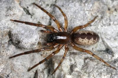 Kellerspinne Keller Spinne Fischernetzspinne Fischernetz Spinne Segestria senoculata Weibchen-stock-photo